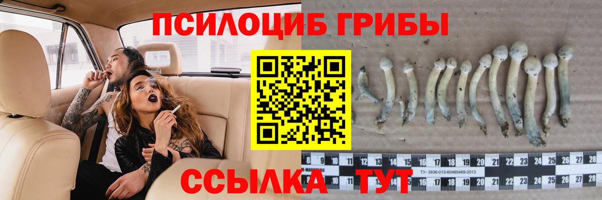 Гурьевск  Псилоцибиновые грибы Cubensis  Вход с VPN  Псилоцибиновые грибы Cubensis 